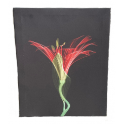 Лилия, цветочное настенное искусство