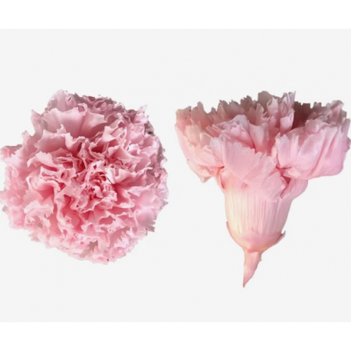 Набор из 8 стабилизированных гвоздик, Ø4–5 см